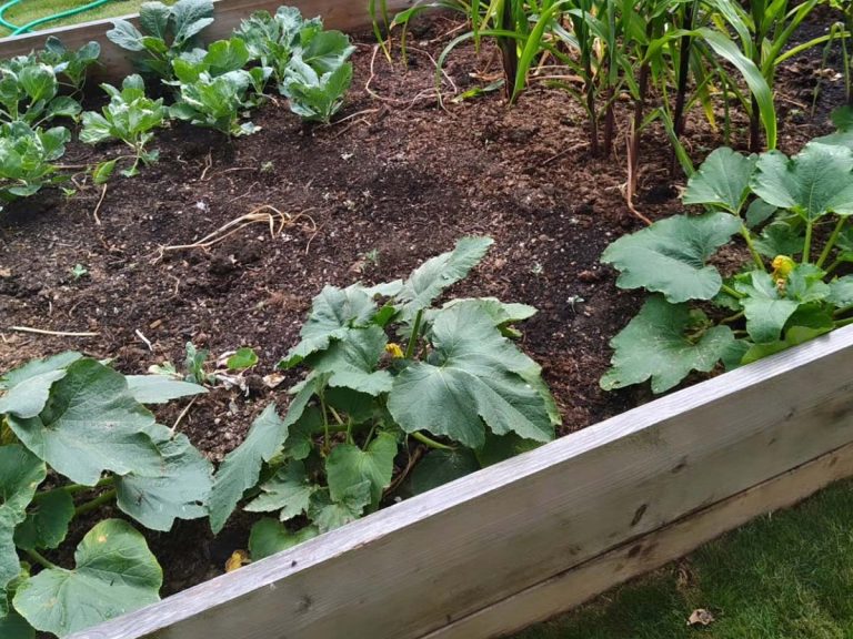 Raised Bed